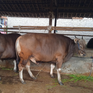 jual sapi kurban depok